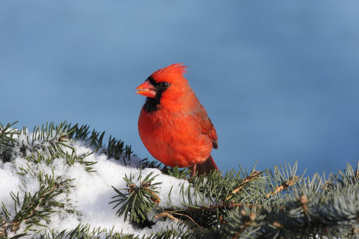 backyard birds of Wisconsin