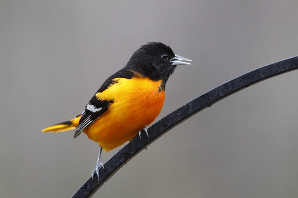 baltimore oriole perched