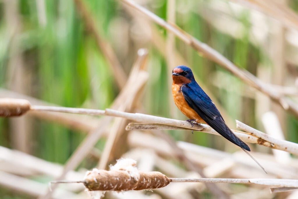 barn swallow on cattail