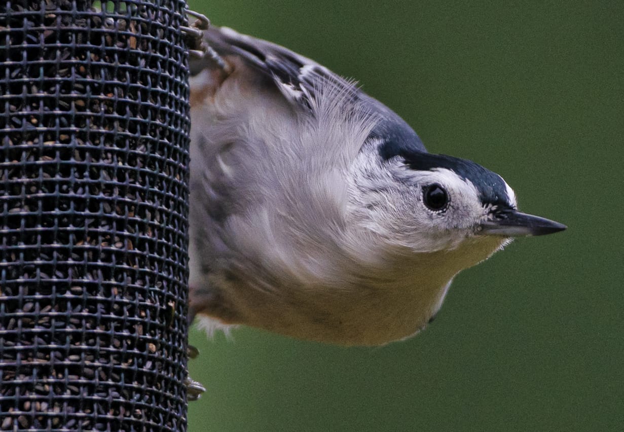 7 Best Bird Feeders for Blue Jays Reviews and Buyer’s Guide