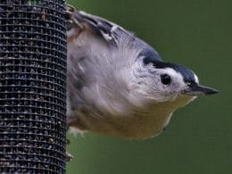 best coneflower bird feeder