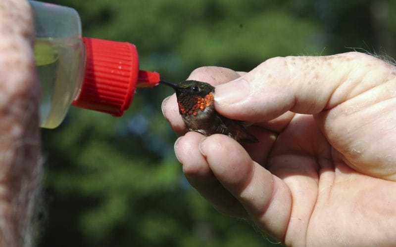 best hummingbird hand feeder