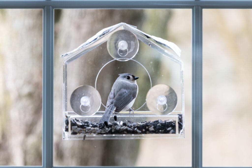 best suction cup bird feeder