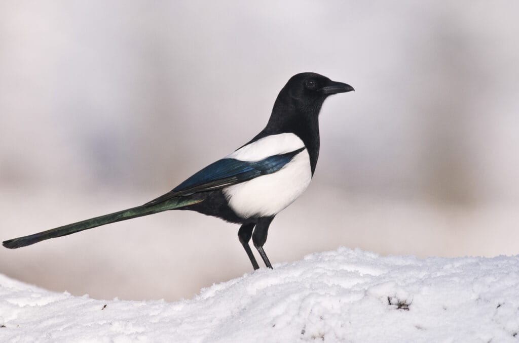 black billed magpie