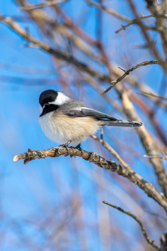 black-capped chickadee