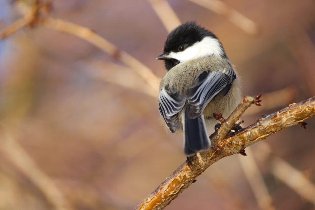 black-capped chickadee on tree