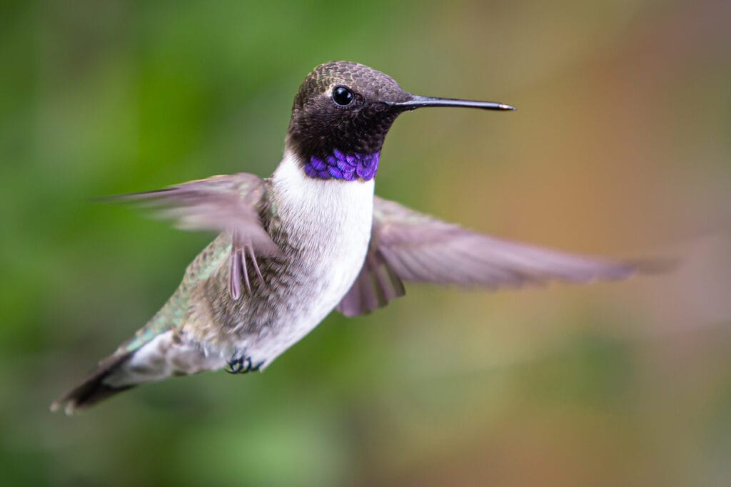 Black-Chinned Hummingbird