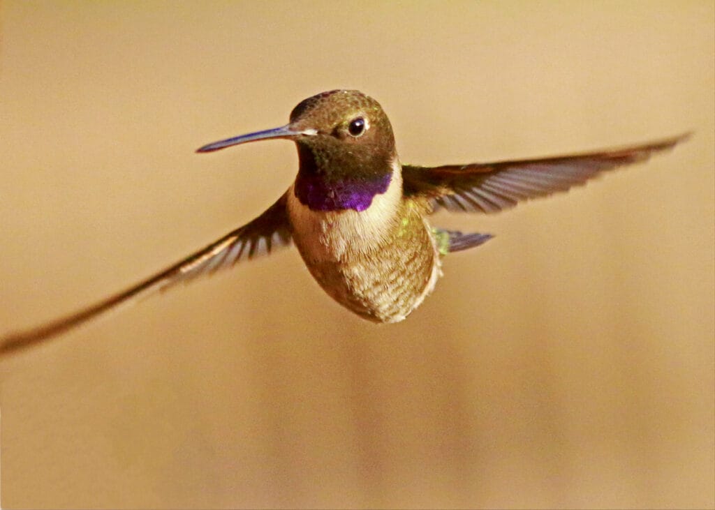 black chinned hummingbird flying