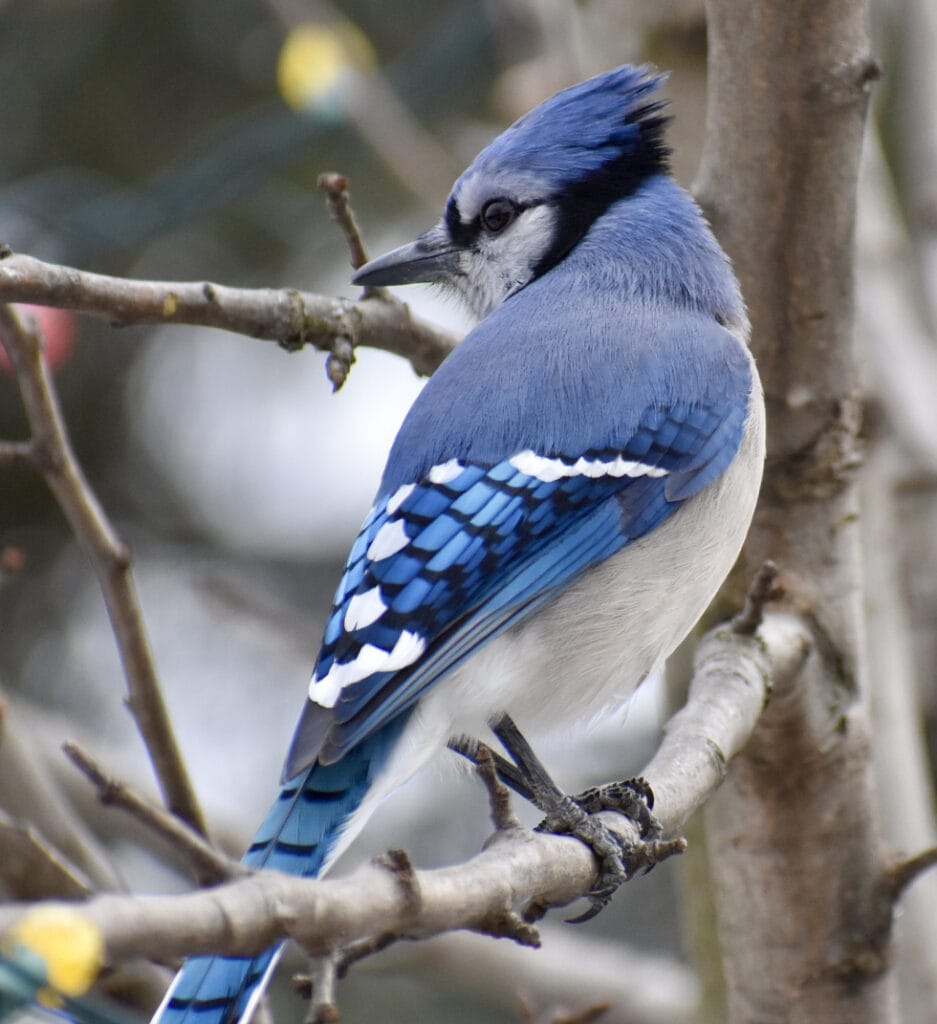 blue jay close up