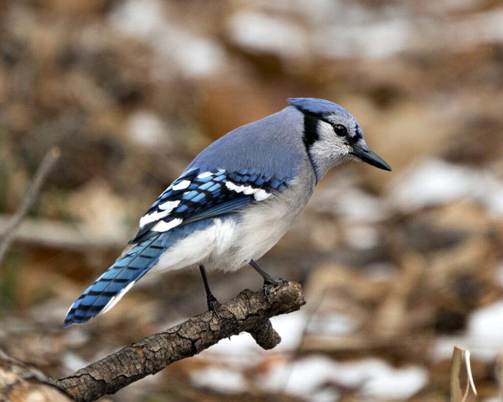 blue jay on a branch