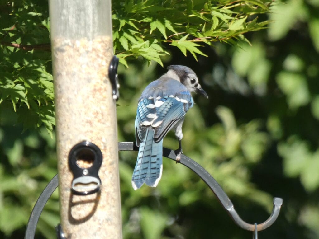 blue jay on a sheperds hook feeder