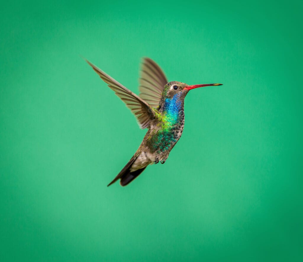 broad billed hummingbird