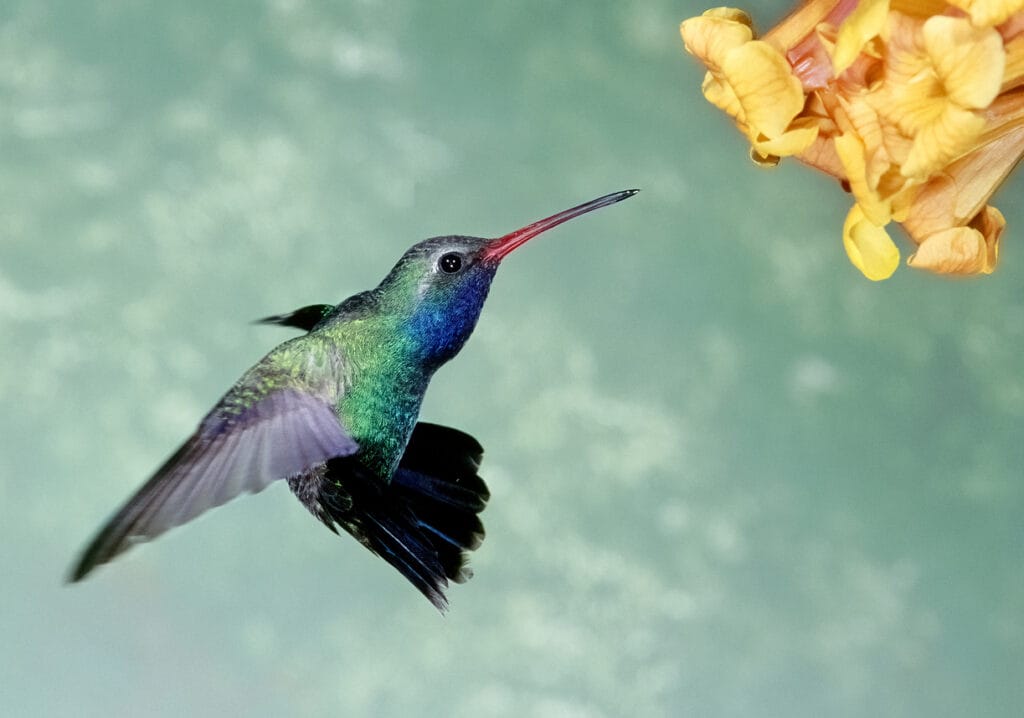 broad billed hummingbird feeding