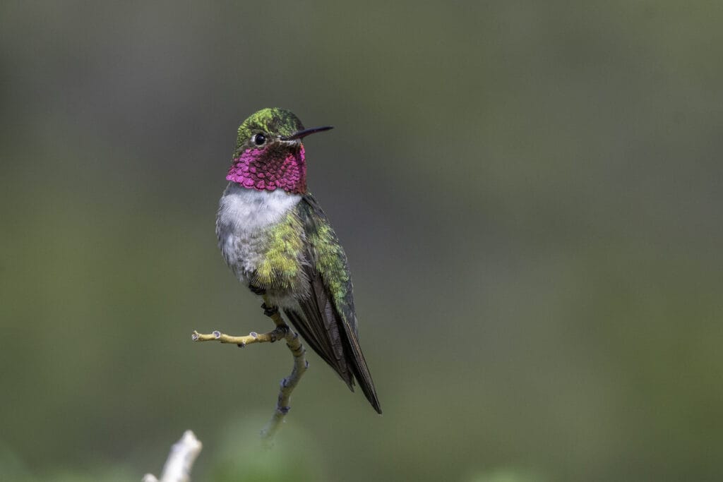 broad tailed hummingbird