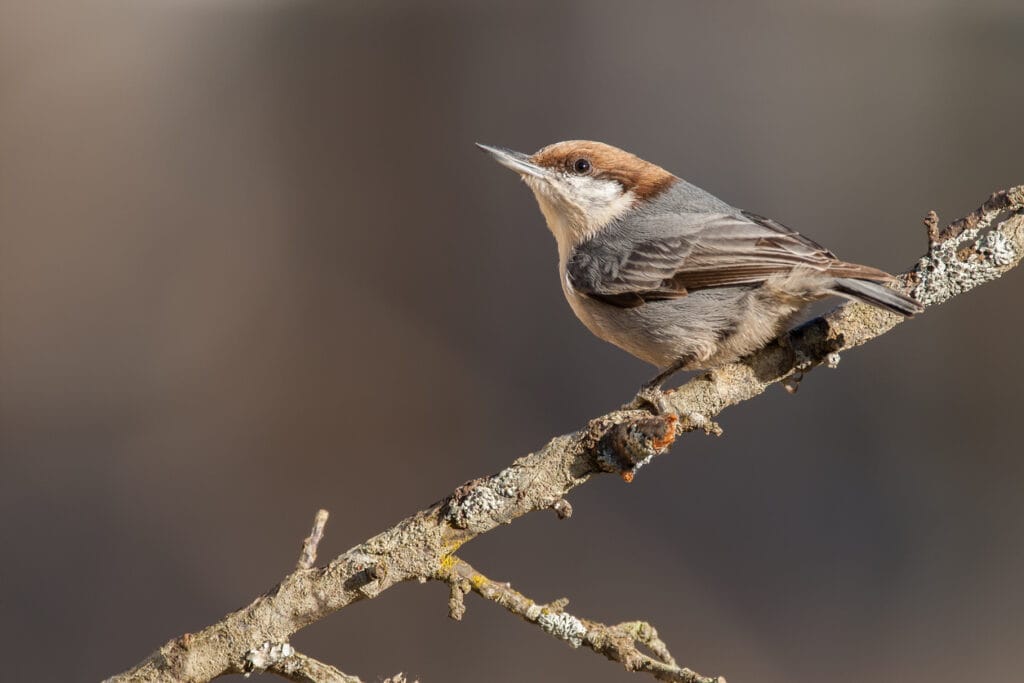 brown-headed nuthatch