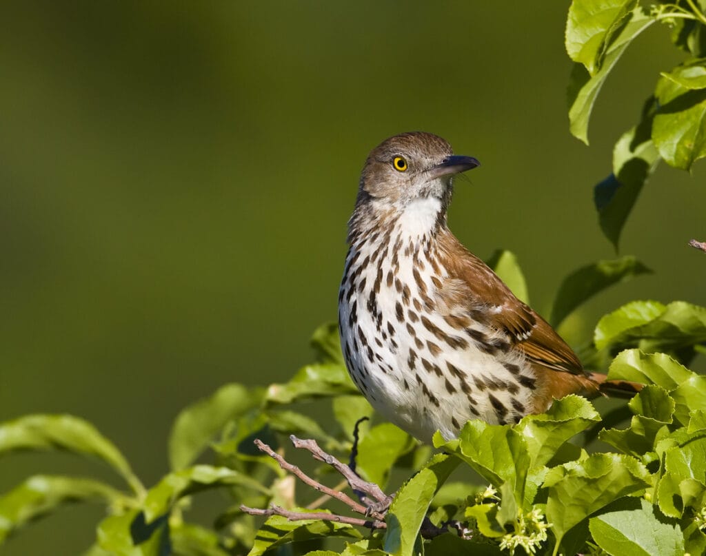 brown thrasher