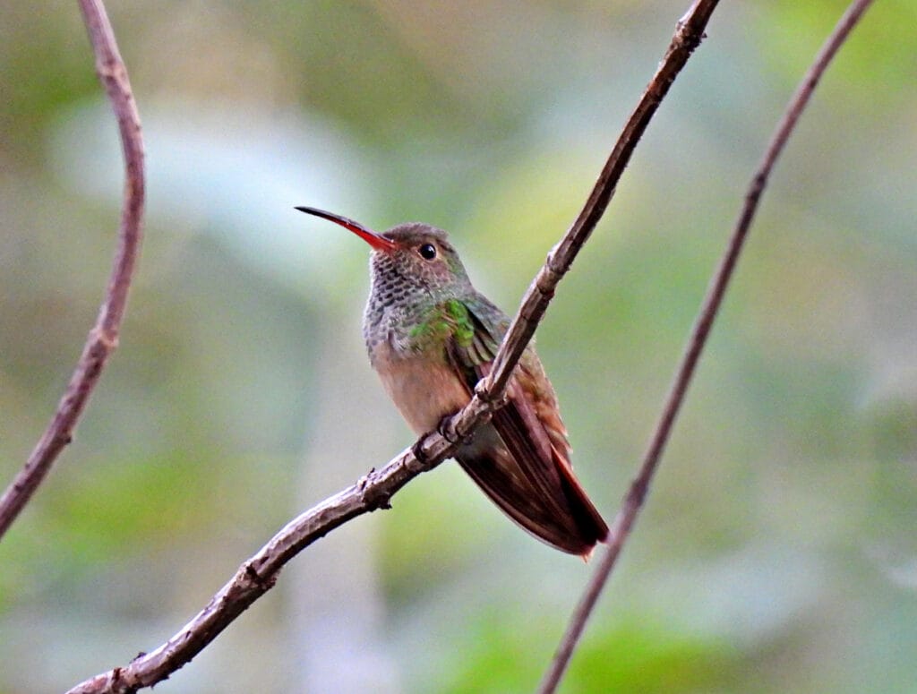 buff bellied hummingbird