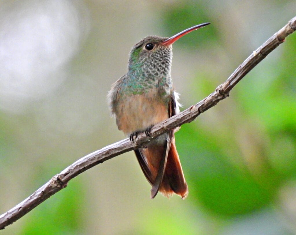 buff bellied hummingbird