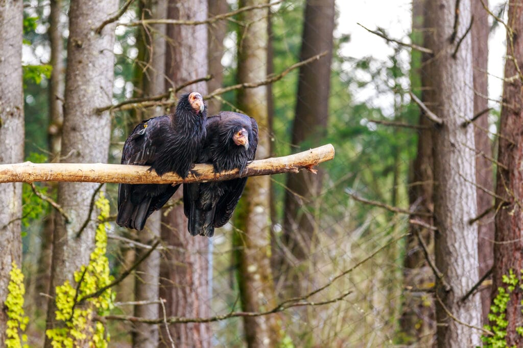 california condors