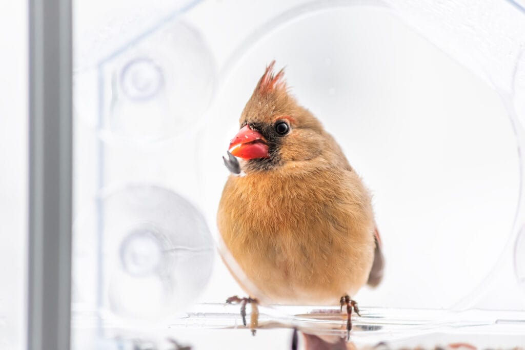 cardinal in a suction feeder