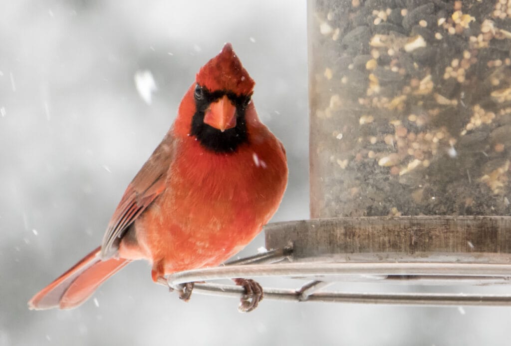 cardinal on bird feeder