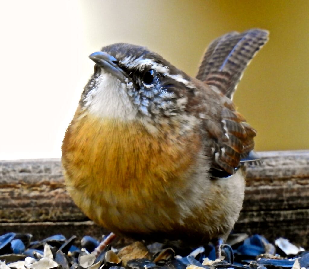 carolina wren close up