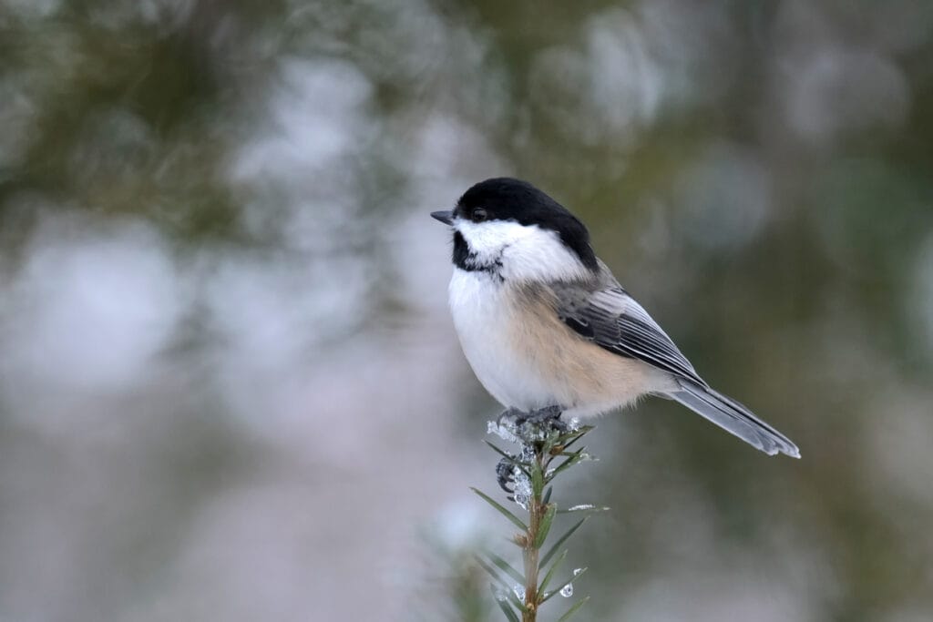 A chickadee perched on a branch