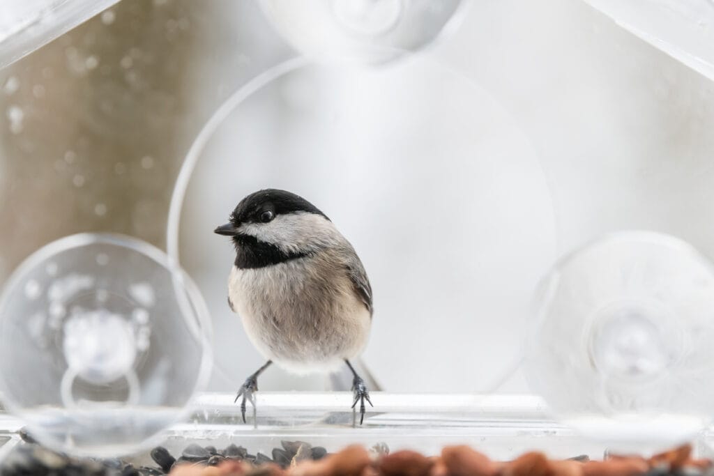 chickadee on suction feeder