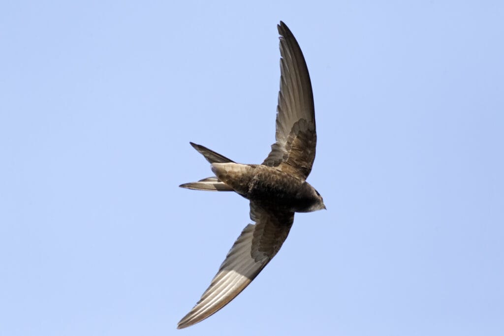 chimney swift flying