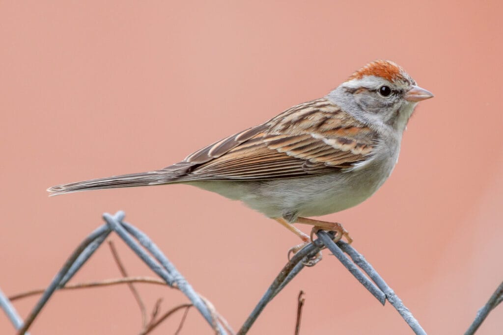 Chipping Sparrow