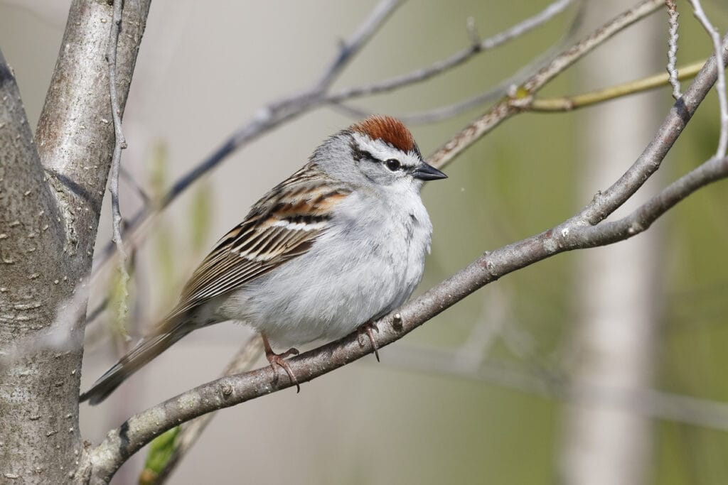 chipping sparrow on tree