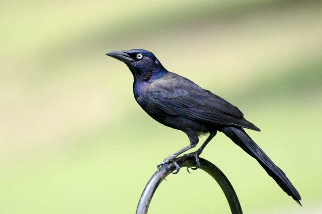 common grackle on a fence