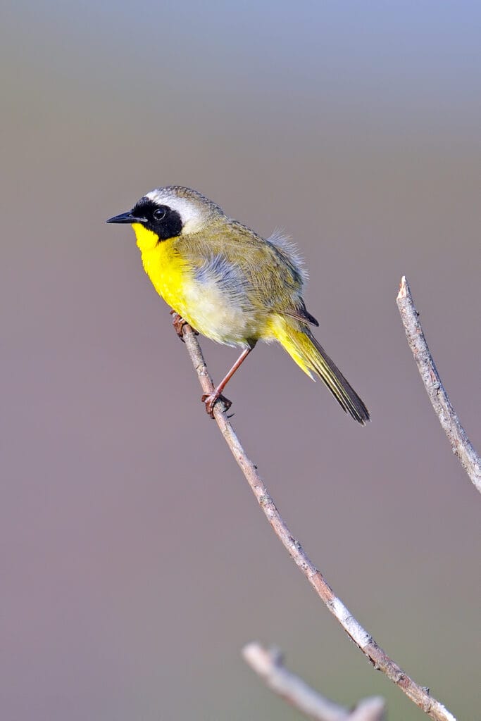 common yellowthroat