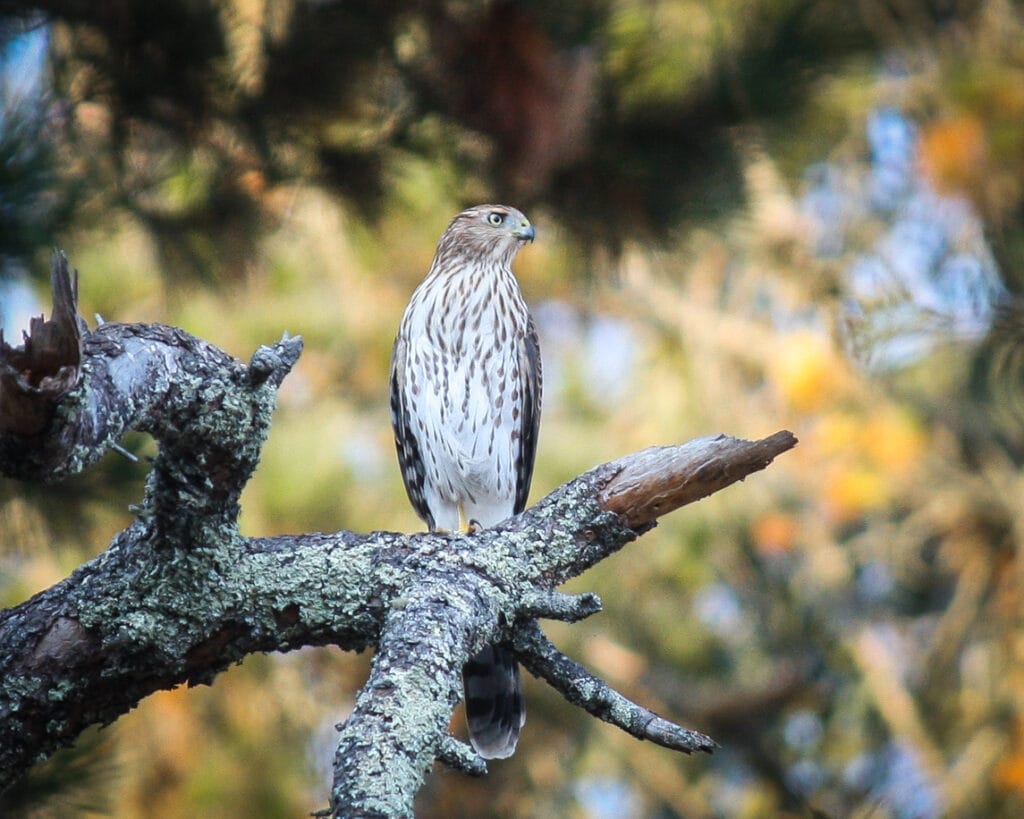 coopers hawk in a tree