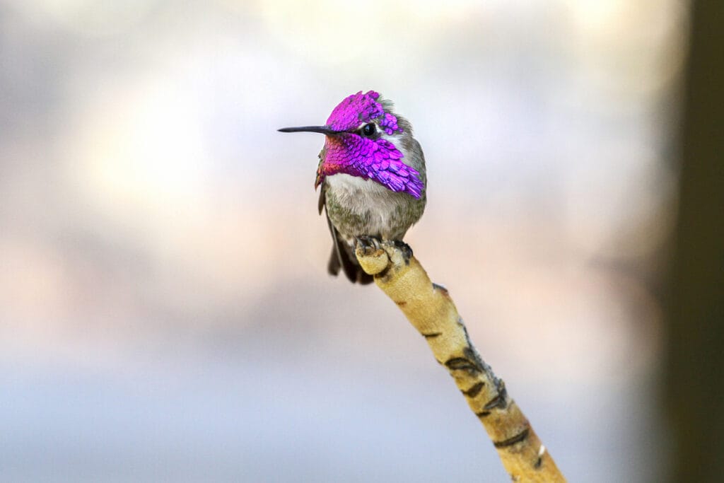 costa's hummingbird perched