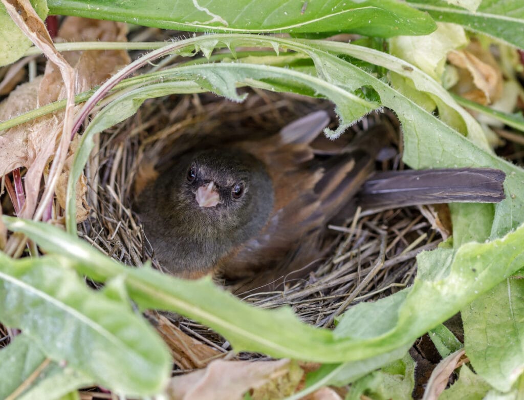 dark eyed junco