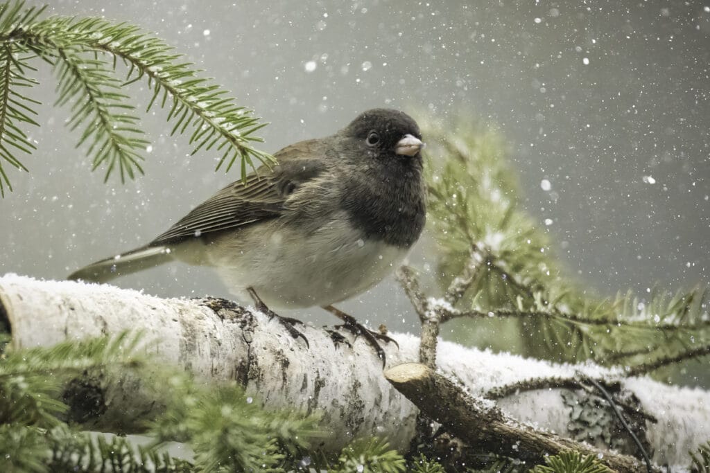 dark eyed junco in snow