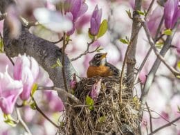 do robins reuse their nests