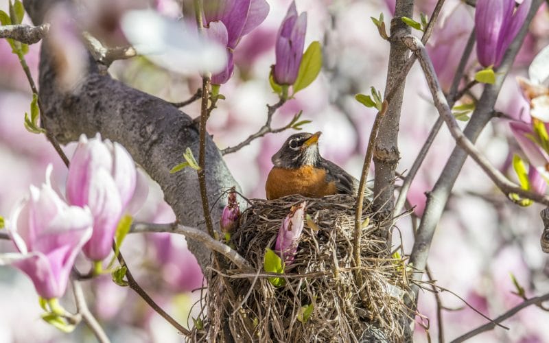 do robins reuse their nests