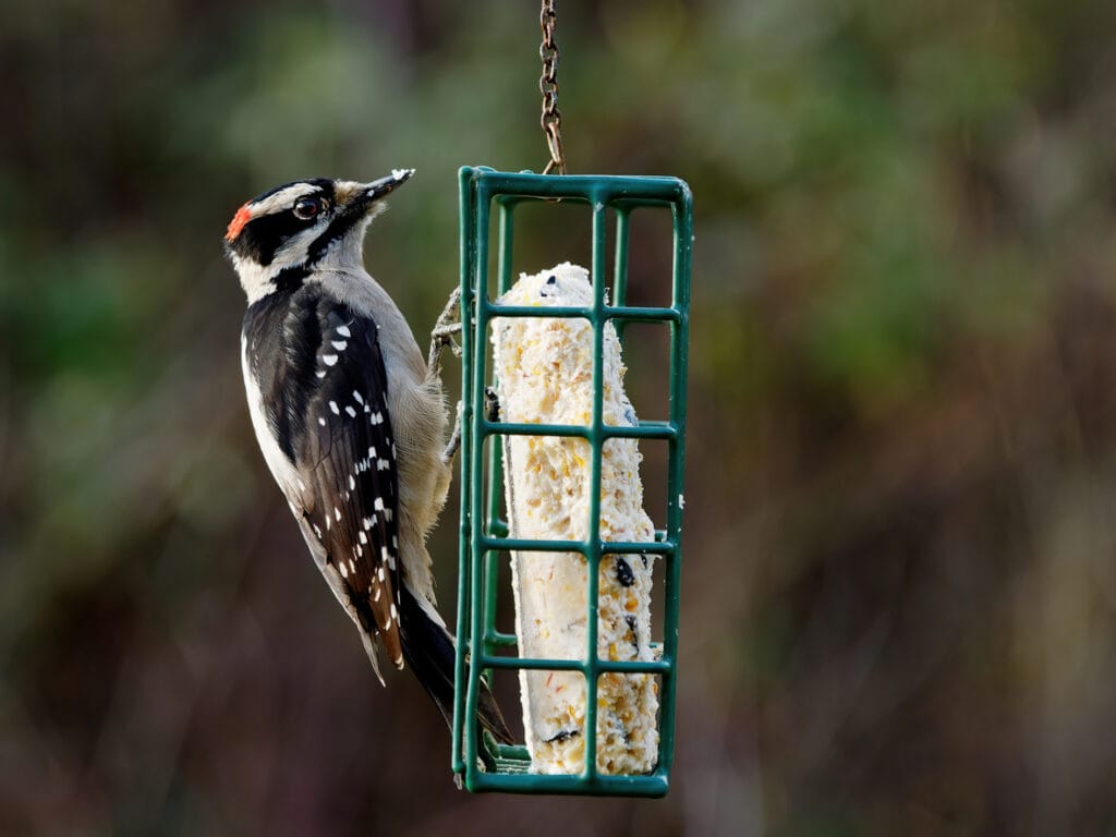 downy woodpecker at feeder