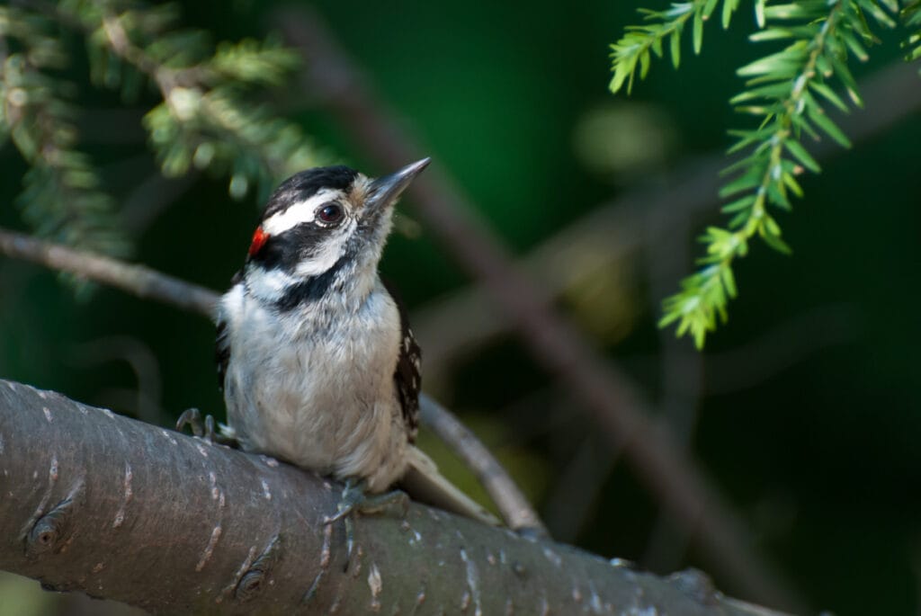downy woodpecker on branch
