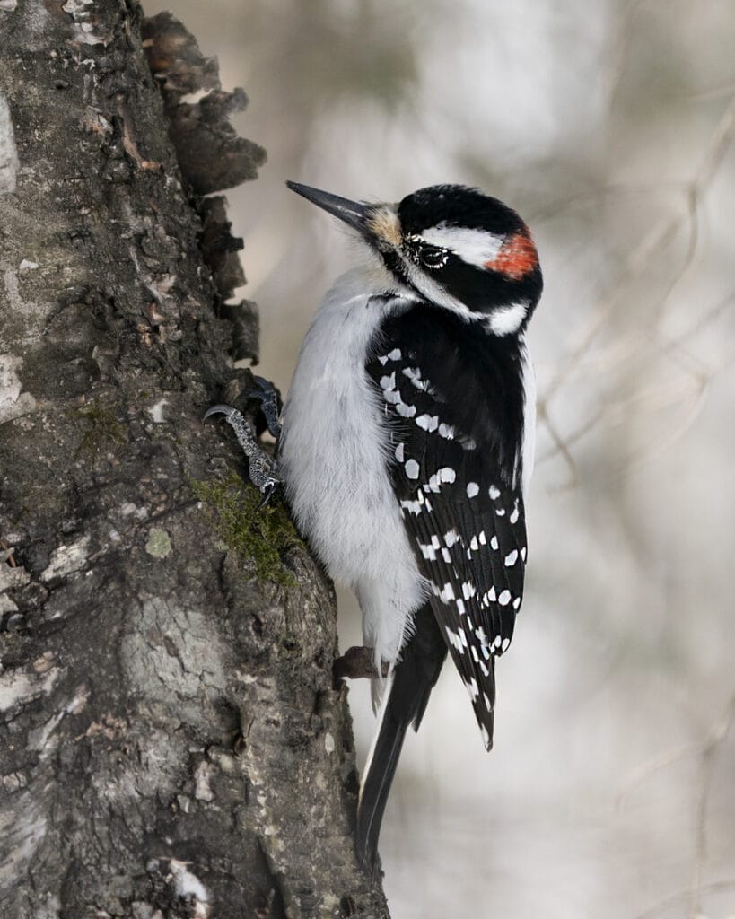 downy woodpecker