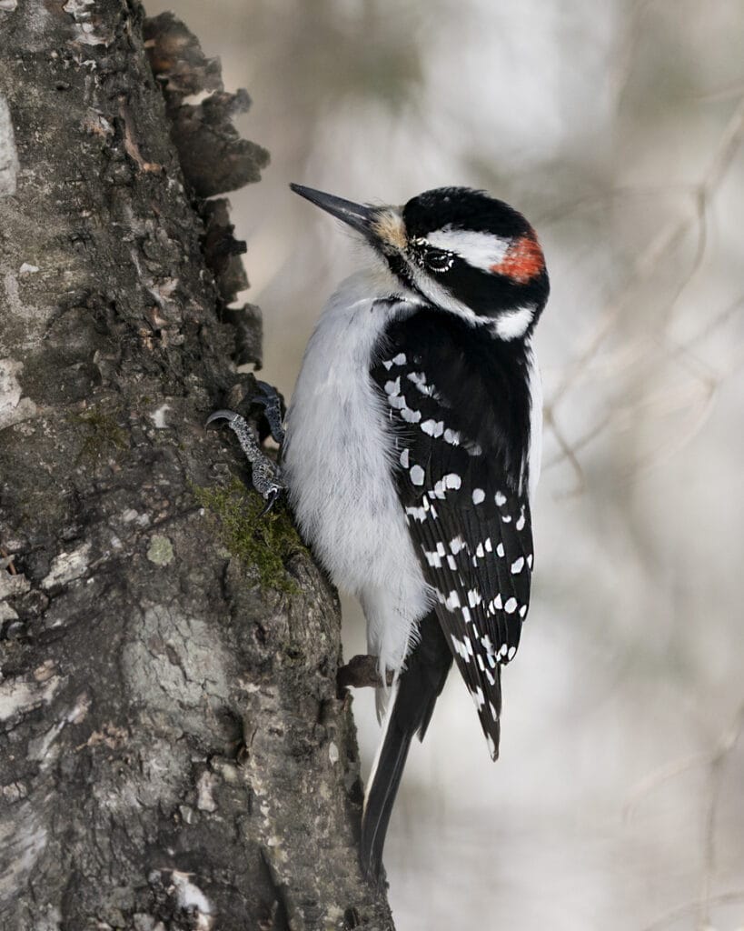 downy woodpecker on tree