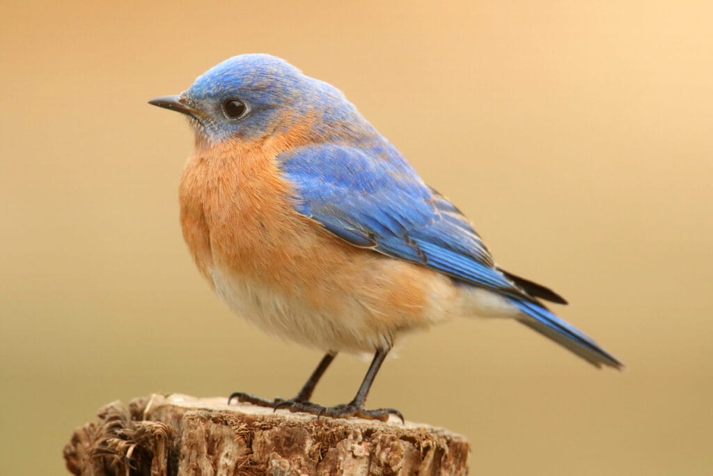 eastern bluebird on stump