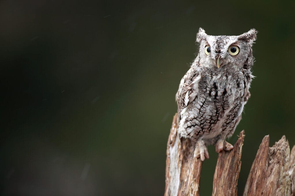 eastern screech owl on a tree