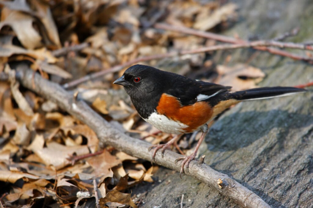 eastern towhee on the ground