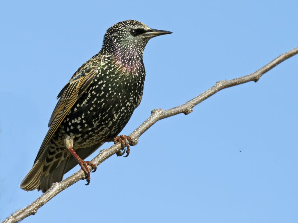european starling perched