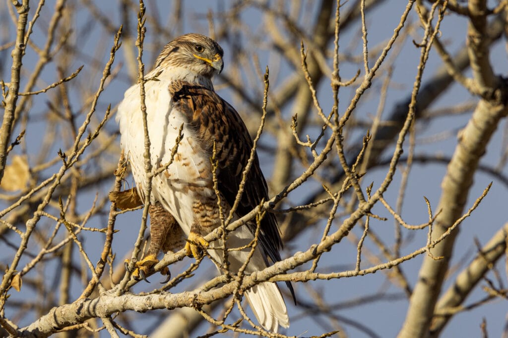 ferruginous hawk perched on limb