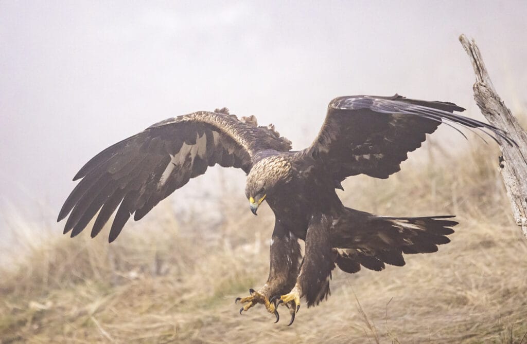 golden eagle flying