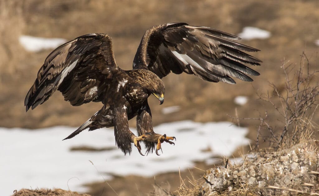 Golden eagle in winter